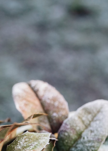 Bevroren bladeren bij winterweer