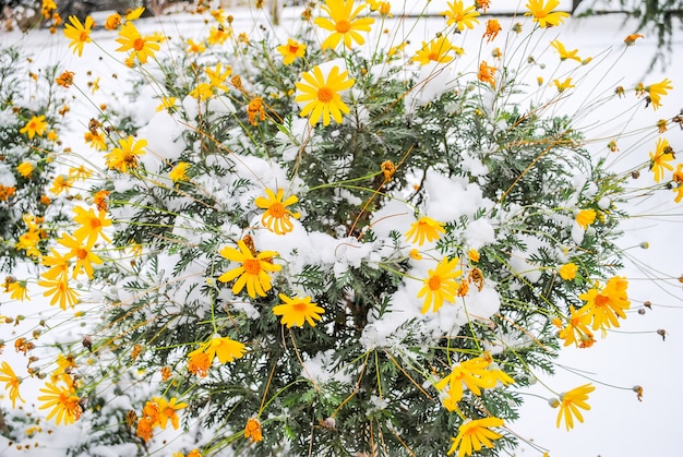 Bevroren bloem in de sneeuw in het Dolmabahce-paleis