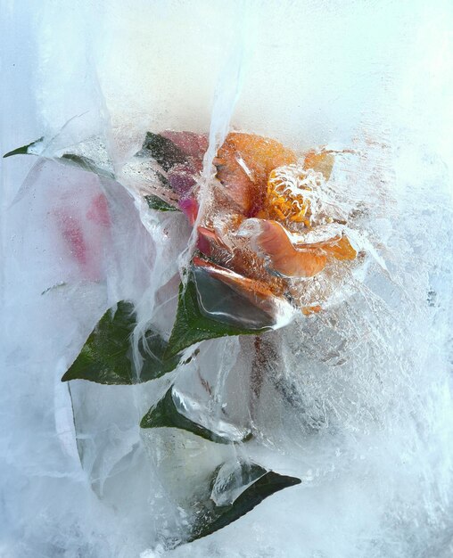 Bevroren bloemen binnenkant van ijs