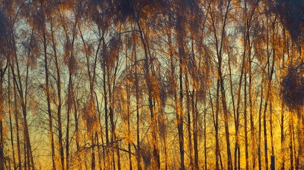 Bevroren bomen bij zonsondergang op een winteravond