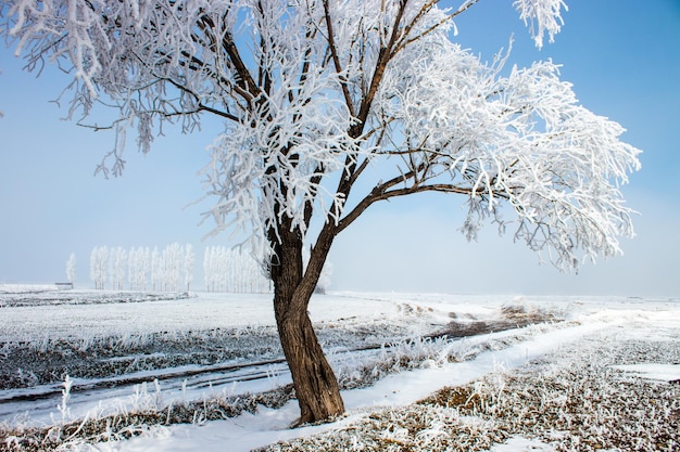 Bevroren bomen in de mistige vlakte. Winterlandschap en mistig weer. Erzurum vlakte, Turkije.