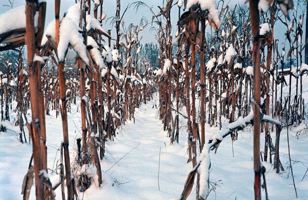 Foto bevroren bomen tijdens sneeuwval