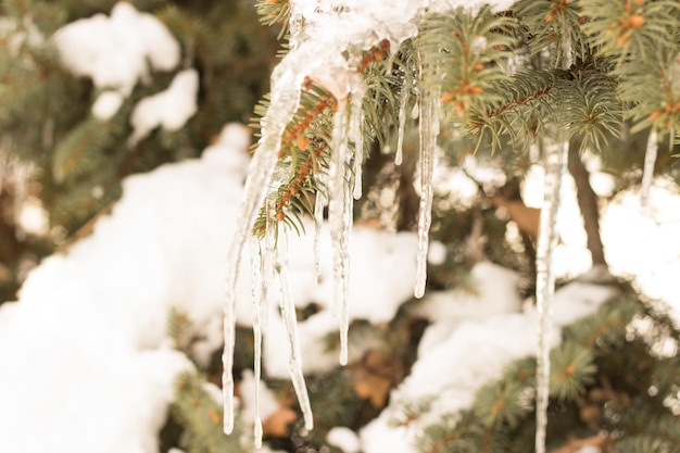 Bevroren boom in winterpark met veel sneeuw