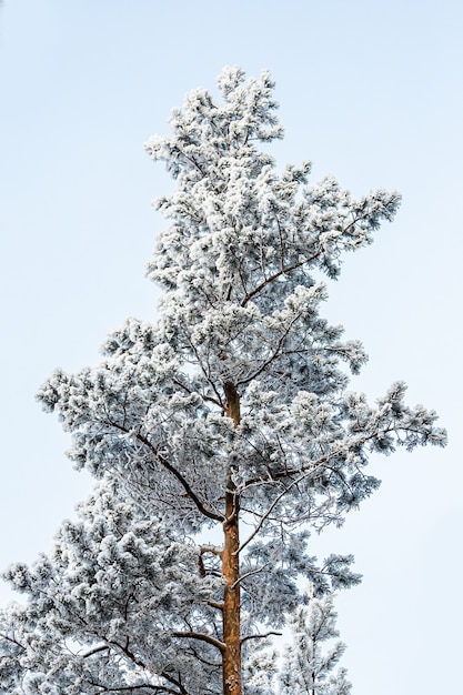 Bevroren boom op de winter witte hemel. ijzige dag, rustig winters tafereel. geweldig uitzicht op de wildernis.