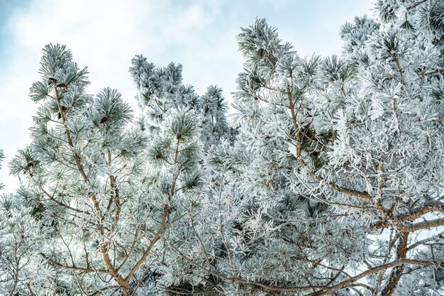 Bevroren boomtakken bedekt met witte sneeuw Prachtige winterwonderen van de natuur Winterachtergrond