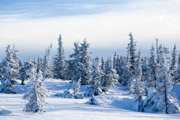 Foto bevroren bos sparren winterlandschap