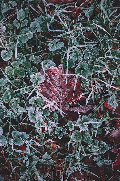 bevroren bruin blad in winterseizoen, koude dagen