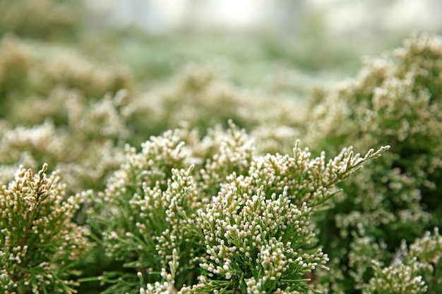 Bevroren bush close-up Natuurlijke achtergrond