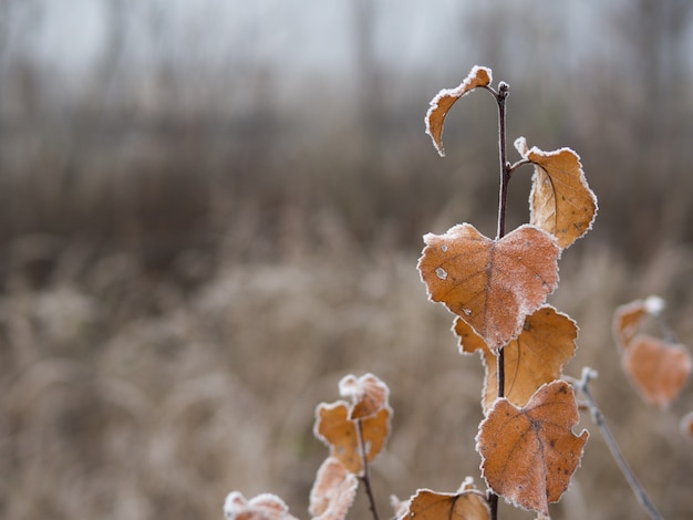 Bevroren de herfst droge oranje bladeren op een mistige ochtend