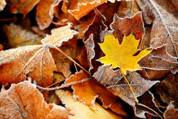 Bevroren de herfst natuurlijke dichte omhooggaande kleurrijke rode, groene, gele bladeren.