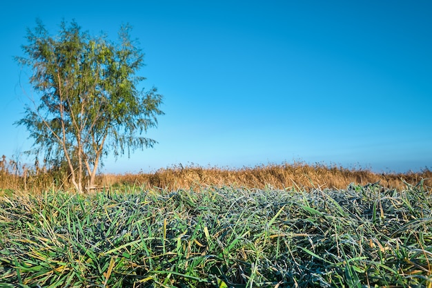 Bevroren de herfstweide bij zonsopgang.