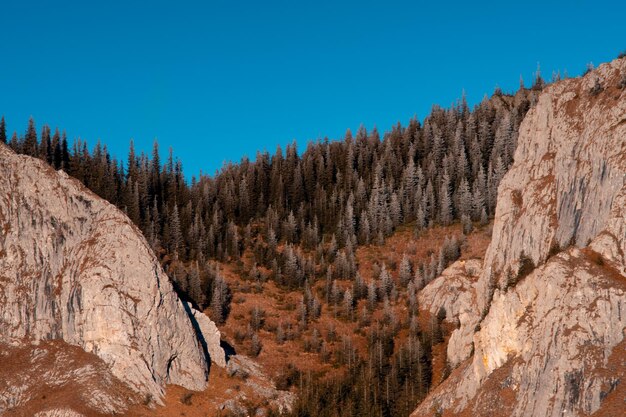 Foto bevroren dennenbos winterlandschap in de apuseni bergen roemenië