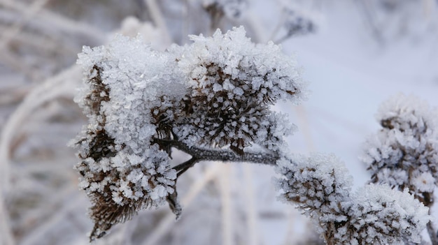 Bevroren doornplant op een ijzige ochtend.