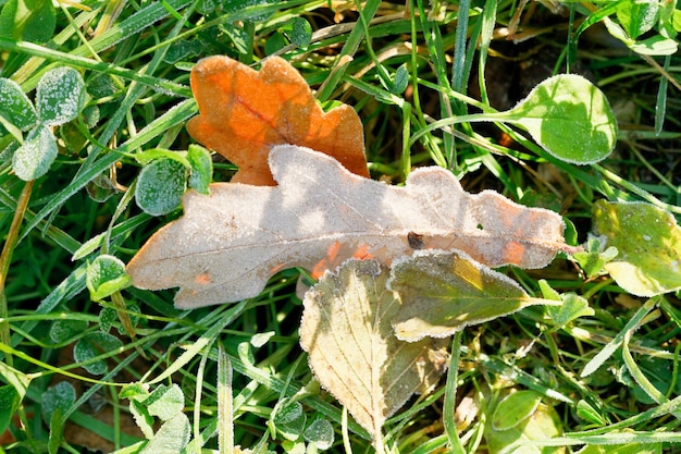 Bevroren eikenbladeren in groen gras in de herfst