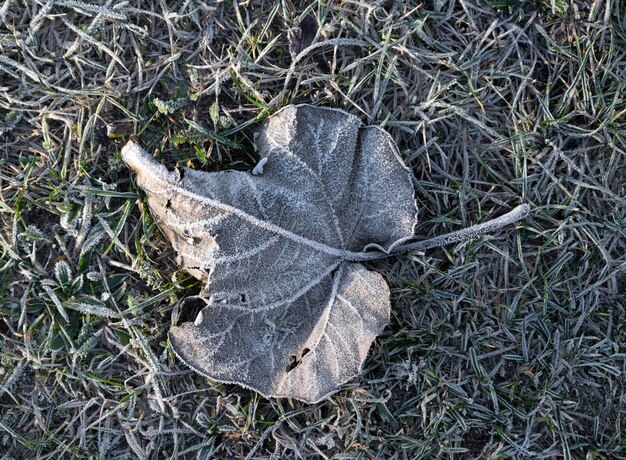 Bevroren gevallen blad op de grond