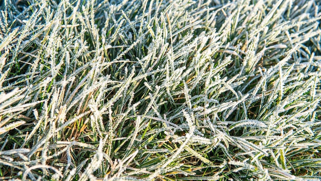 Bevroren gras achtergrond. De eerste vorst in de herfst