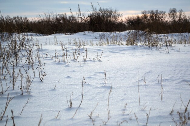 Bevroren gras in de wintervelden onder de sneeuw
