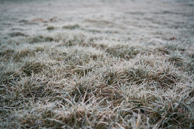 Bevroren gras op de velden Frosty winterochtend macro Koud weer achtergrondconcept Rijp ochtendweer