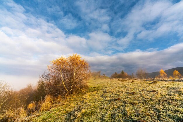 Bevroren gras tegen de achtergrond van een prachtige lucht en pluizige mist