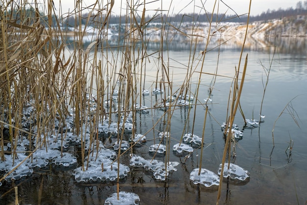 Bevroren ijspatronen van water in de rietstruiken aan de oever van het stuwmeer