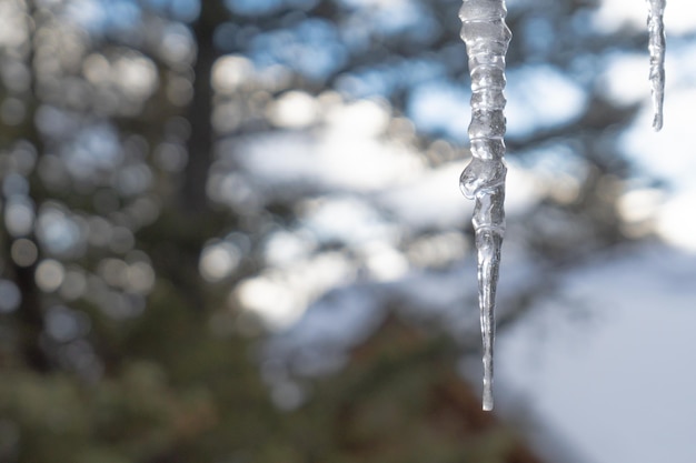 Bevroren ijspegels die in de winter aan de dakgoot hangen