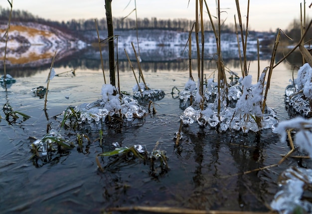 Bevroren ijsrietstruiken aan de oever van het stuwmeer