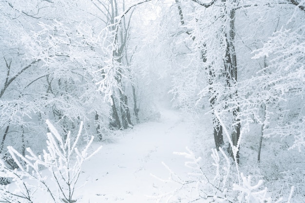 Bevroren kale bomen bedekt met vorst, winters tafereel