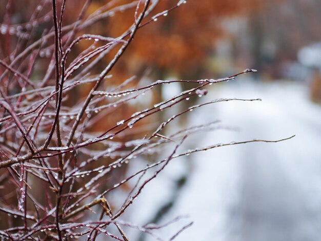 Foto bevroren kale takken van bomen winter achtergrond