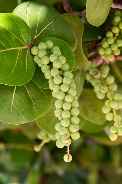 Foto bevroren koude drank bebida fria colorida con cereza y naranja