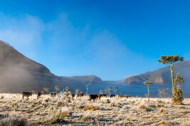 Bevroren landschap in de bergen met araucaria's en verschillende koeien