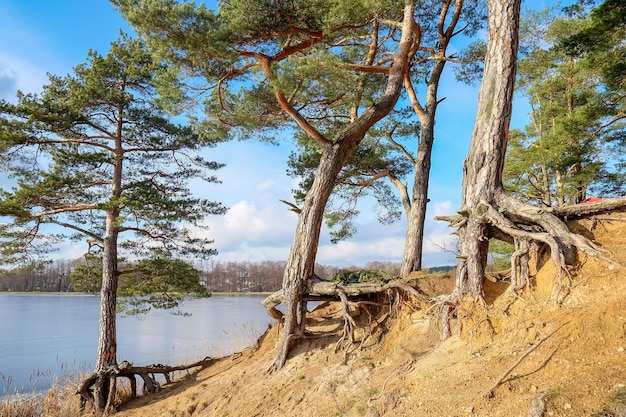 Bevroren meer op een zonnige winterdag bomen aan de oever