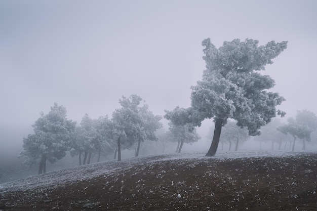 Bevroren mist in het dennenbos