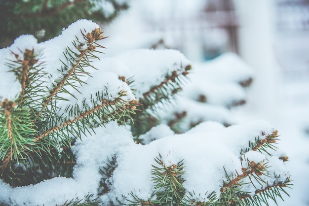 Bevroren naaldtakken in de witte winter. Sneeuwstorm.