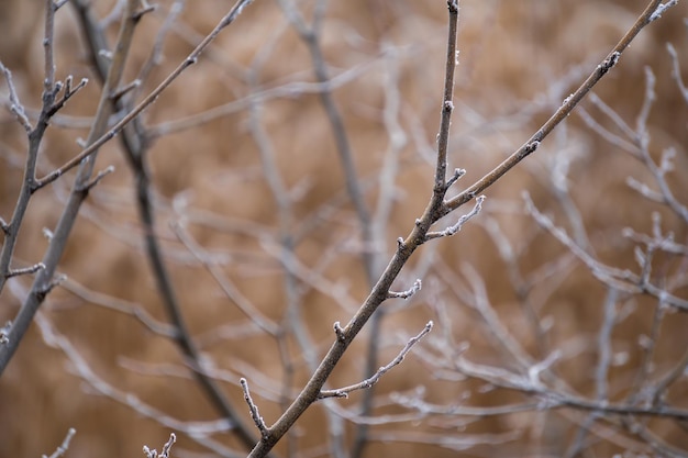 bevroren planten in de ochtend