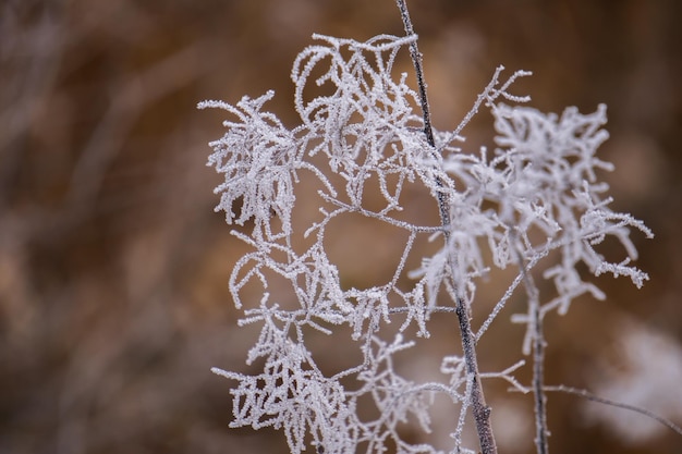 bevroren planten in de ochtend