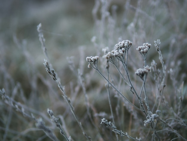 bevroren planten in de ochtend