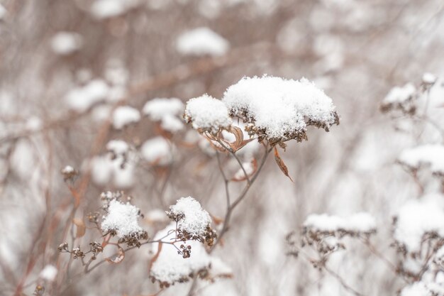 Bevroren planten in de vroege ochtend close-up in de winter