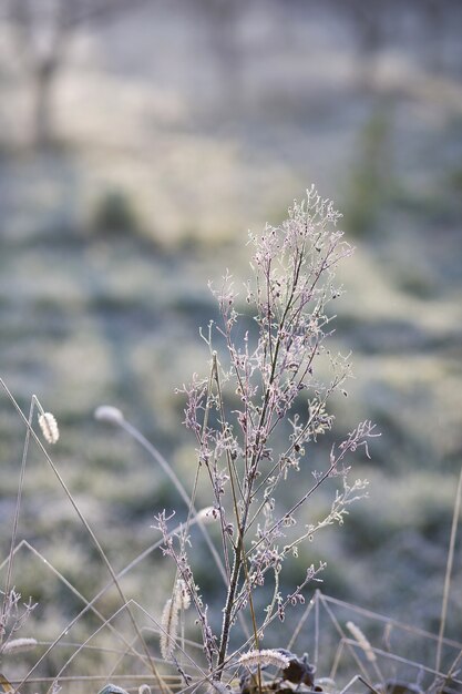 Bevroren planten