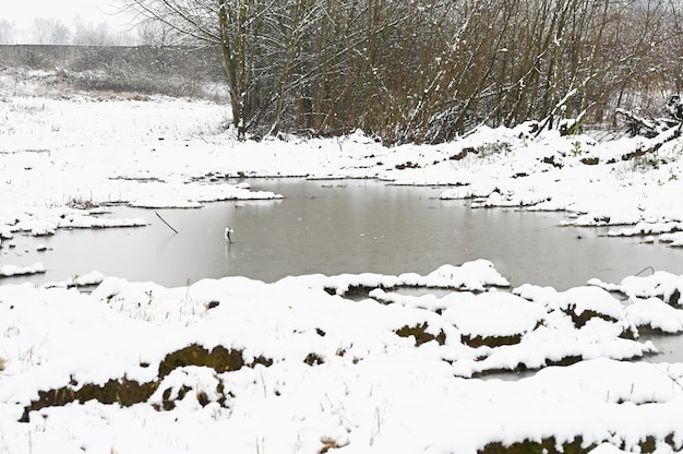 Bevroren plassen in een besneeuwd bos.