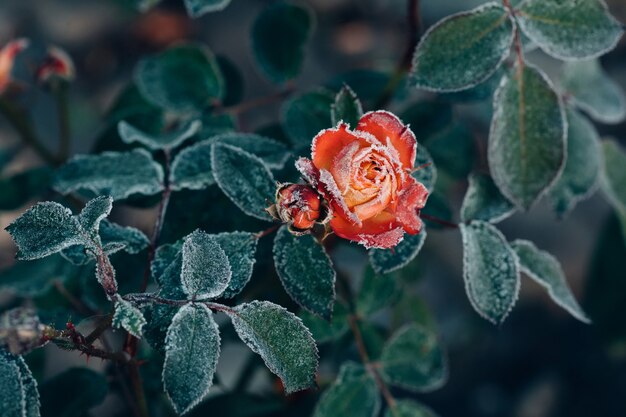 Bevroren rozen na nachtvorst in de herfst