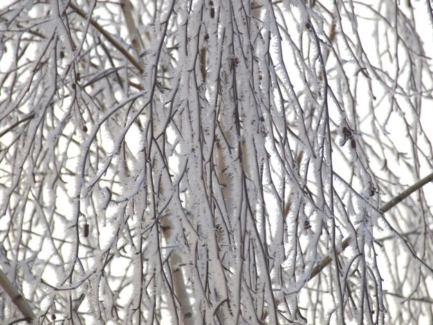 Bevroren sneeuw op boom