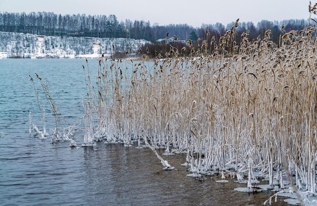 Bevroren sneeuwwitte kale rietstruiken aan de oever van het stuwmeer