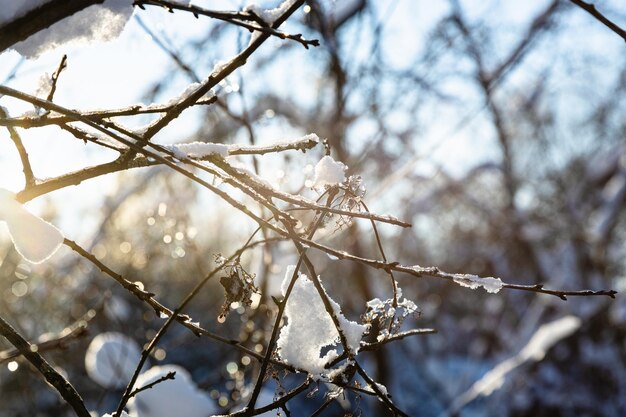 Bevroren takjes van een boom close-up verlicht door ondergaande zon