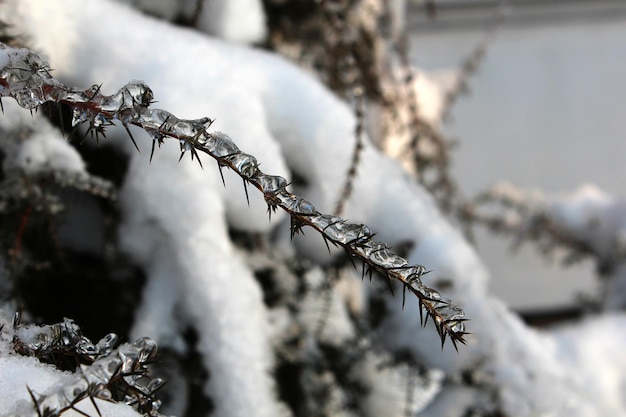 Bevroren takken in winterclose-up Macrofoto