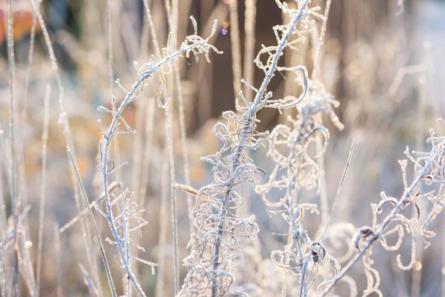 Bevroren takken van bloemen in de late herfst Soft focus blur