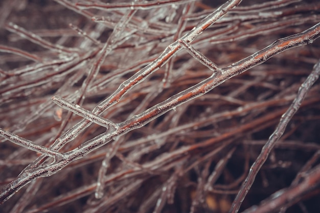 Bevroren takken van struiken zonder bladeren in de winter.