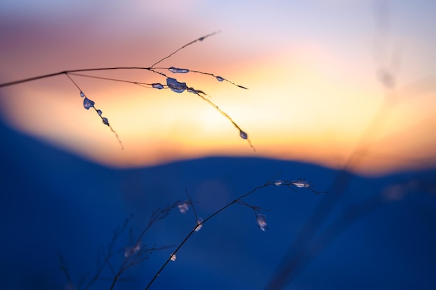 Bevroren Waterdruppels Op Gras In Een Sneeuwlandschap Bij Zonsondergang