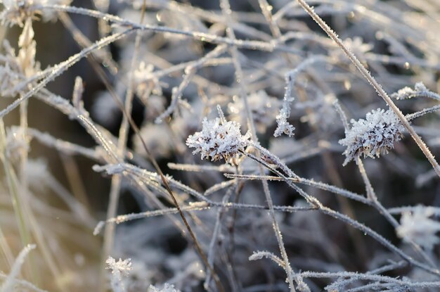 Bevroren weide bloem bloemen vintage winter achtergrond macro afbeelding