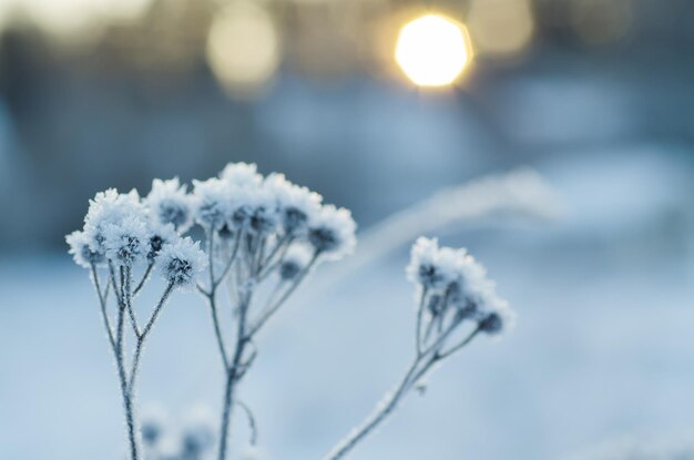 Bevroren weide plant, natuurlijke vintage winter achtergrond, macro afbeelding met zon schijnt