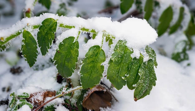 Bevroren wild gras in diepe sneeuw